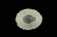 斗笠螺藏品圖，第4張